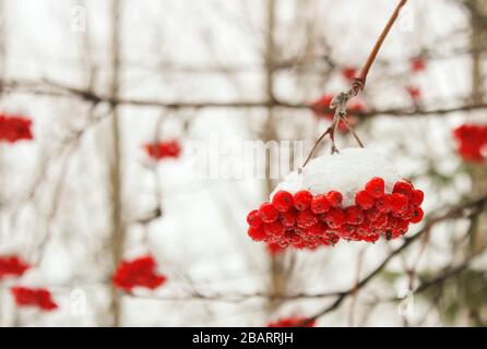 Bande de rowan sur un arbre dans la neige en hiver Banque D'Images