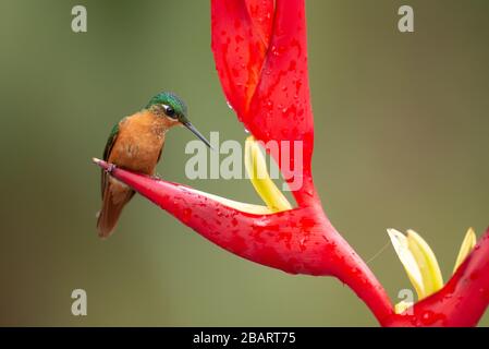 Un rubis brésilien (Clytolaema rubricauda) visitant une fleur indigène d'Heliconia, la forêt tropicale de l'Atlantique, Brésil Banque D'Images