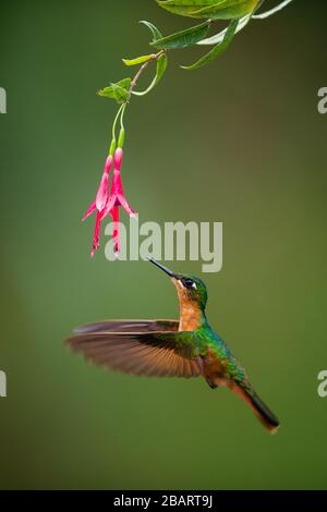 Une femelle Ruby brésilienne (Clytolaema rubricauda) visitant une fleur indigène de Fuchsia de la forêt tropicale de l'Atlantique de se Brésil Banque D'Images