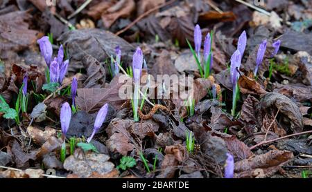 Les fleurs de Crocus émergeant sous les feuilles sèches au printemps. Banque D'Images