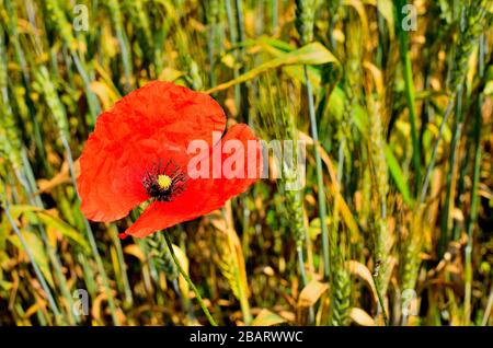 Une fleur de coquelicot rouge dans le champ de blé doré en automne à la campagne en Transylvanie. Banque D'Images