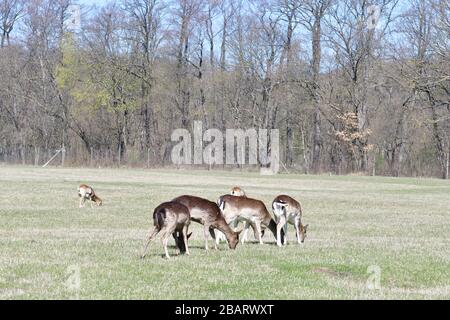 Vienne, Autriche. Lainzer Tiergarten. La photo montre des cerfs (Capreolus capreolus) dans le jardin de Lainzer Banque D'Images