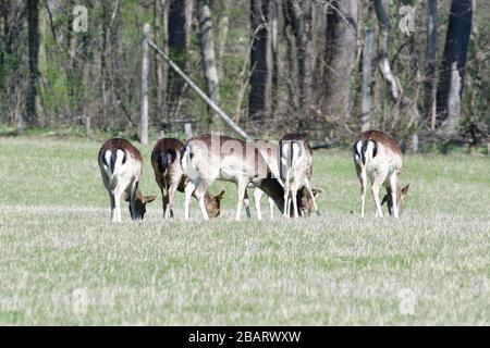 Vienne, Autriche. Lainzer Tiergarten. La photo montre des cerfs (Capreolus capreolus) dans le jardin de Lainzer Banque D'Images