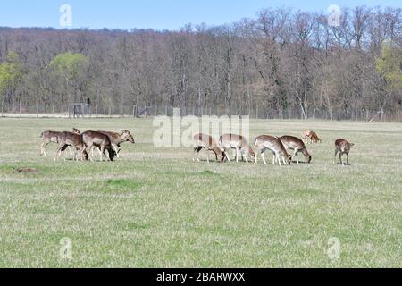 Vienne, Autriche. Lainzer Tiergarten. La photo montre des cerfs (Capreolus capreolus) dans le jardin de Lainzer Banque D'Images