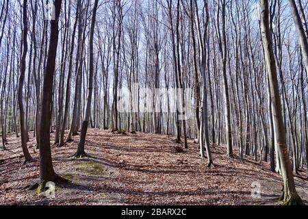 Vienne, Autriche. Lainzer Tiergarten. Aire de loisirs et destination populaire pour la population locale et les touristes à Vienne. Banque D'Images