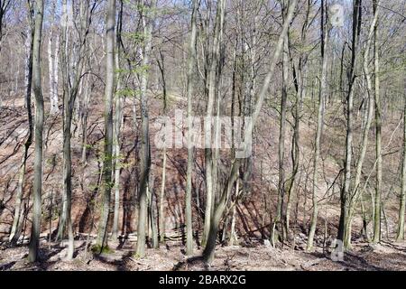 Vienne, Autriche. Lainzer Tiergarten. Aire de loisirs et destination populaire pour la population locale et les touristes à Vienne. Banque D'Images