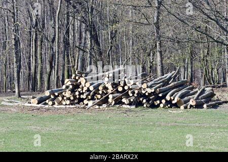 Vienne, Autriche. Lainzer Tiergarten. Aire de loisirs et destination populaire pour la population locale et les touristes à Vienne. Banque D'Images