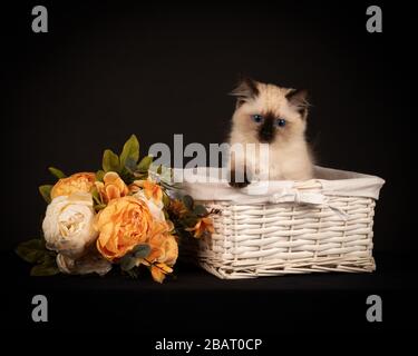 Ragdoll Kitten dans UN panier Banque D'Images