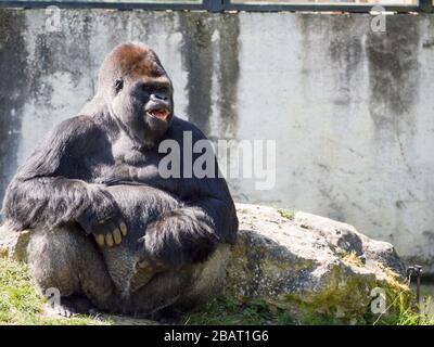 Rire de montagne Gorillia: Un grand gorille de montagne mâle semble rire montrant ses dents en attendant que la nourriture soit jetée. Banque D'Images