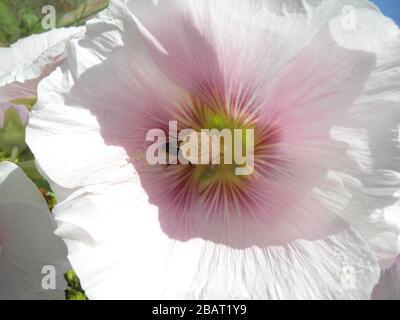 FLEURS. FLEUR DE HOLLYHOCK AVEC ABEILLE COLLECTANT DU POLLEN. GROS PLAN PHOTO DE LA FLEUR DE HOLLYHOCK. ROSE. BLANC. VERT. PLANTES ET JARDINS. JARDIN DE CAMPAGNE ANGLAIS. DÉLICES DE LA SUPERTIME BRITANNIQUE. Banque D'Images