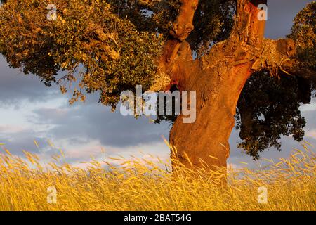 Un seul arbre en liège dans le champ de blé. International Douro, Portugal Banque D'Images