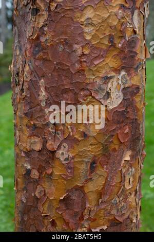 Acer griseum, communément appelé érable à écorce de papier. Banque D'Images