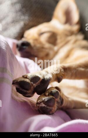 Gros plan des pattes et un petit chien reposant sur un canapé. Les animaux de compagnie, les chiens et les concepts d'anatomie animale Banque D'Images