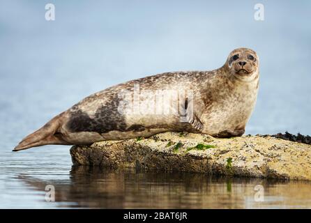 Close up de Phoque commun (Phoca vitulina) allongé sur un rocher dans le port de Lerwick, Ecosse, Royaume-Uni. Banque D'Images