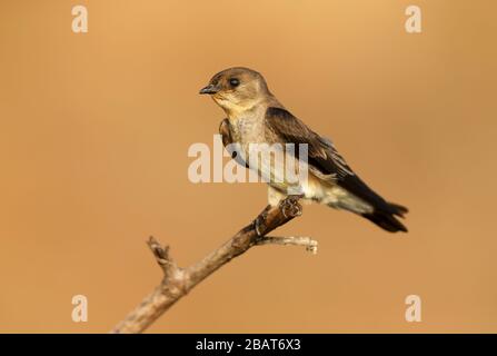 Gros plan d'une Déglutisseuse à ailes rugueuses du sud (Stelgidopteryx ruficollis) perchée sur une branche arborescente, Pantanal, Brésil. Banque D'Images