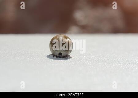 Une ectoparasites sucette de sang - une tique trempée dans le sang sur un fond blanc Banque D'Images