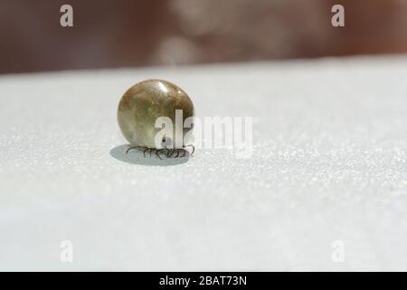 Une ectoparasites sucette de sang - une tique trempée dans le sang sur un fond blanc Banque D'Images