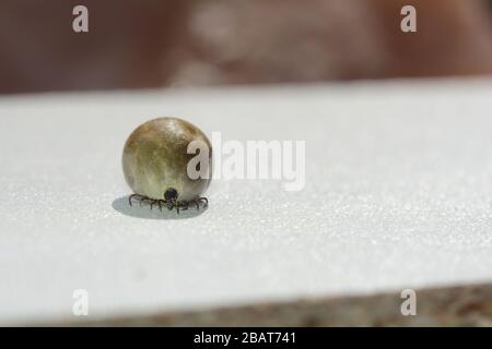 Ectoparasites sucette de sang - une tique trempée dans le sang sur un fond blanc Banque D'Images