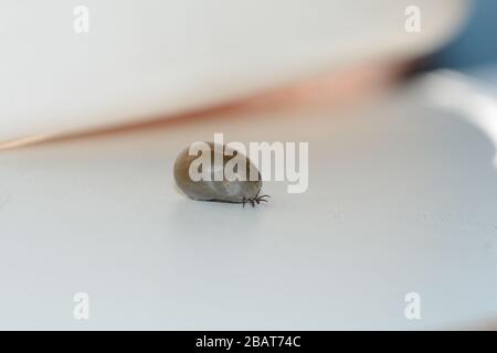 Ectoparasites sucette de sang - une tique trempée dans le sang sur un fond blanc Banque D'Images