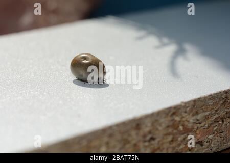 Ectoparasites sucette de sang - une tique trempée dans le sang sur un fond blanc Banque D'Images