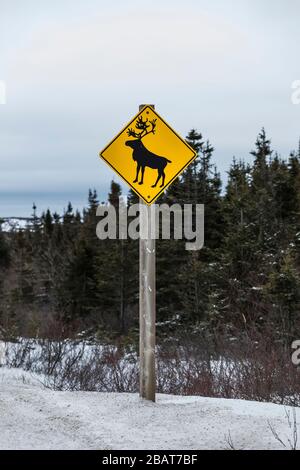 Panneau de mise en garde des caribous le long de la route sur l'île Fogo, à Terre-Neuve, au Canada Banque D'Images