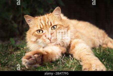 Gros plan sur un chat de gingembre allongé sur l'herbe dans le jardin, au Royaume-Uni. Banque D'Images