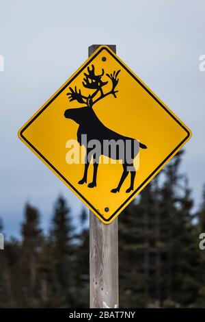 Panneau de mise en garde des caribous le long de la route sur l'île Fogo, à Terre-Neuve, au Canada Banque D'Images