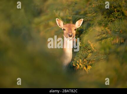 Gros plan d'un cerf de Virginie (Dama dama) debout à Fern, au Royaume-Uni. Banque D'Images