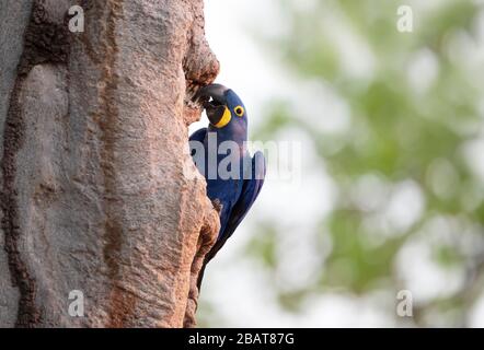 Close up d'un ara Hyacinthe perchée dans un palmier, Sud Pantanal, Brésil. Banque D'Images