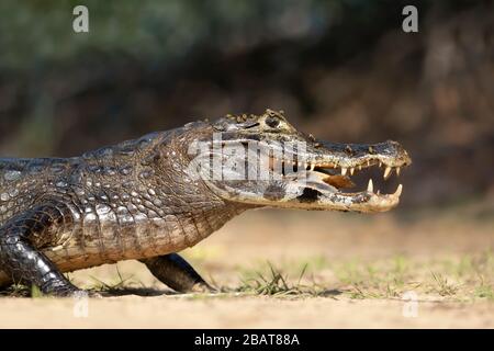 Près d'un Yacare caiman (Caiman yacare) mangeant piranha sur une rive de rivière, South Pantanal, Brésil. Banque D'Images