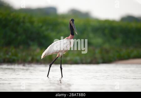 Près de Jabaru debout dans la rivière, Pantanal, Brésil. Banque D'Images