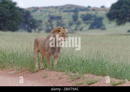 Lion noir (Panthera leo vernayi), homme adulte, debout sur le côté d'une route de terre, Kgalagadi TransFrontier Park, Northern Cape, Afrique du Sud Banque D'Images
