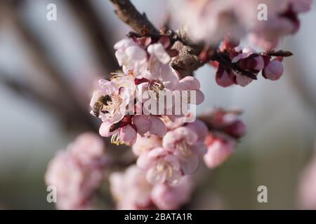 Gros plan du processus de pollinisation des fleurs de pêche béatiful fleuries réalisées par les abeilles et les abeilles boueuses. Arrière-plan hors de la mise au point en raison de la faible profondeur Banque D'Images