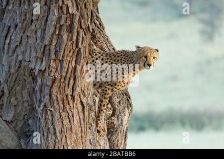 Cheetah (Acinonyx jubatus), jeune homme adulte, debout dans le creux d'un arbre, Kgalagadi TransFrontier Park, Northern Cape, Afrique du Sud, Afrique Banque D'Images