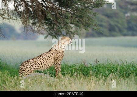 Cheetah (Acinonyx jubatus), jeune homme adulte, debout au trou d'eau, Alert, Kgalagadi TransFrontier Park, Northern Cape, Afrique du Sud, Afrique Banque D'Images