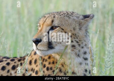 Cheetah (Acinonyx jubatus), jeune homme adulte, dans la haute herbe, gros plan de la tête, Kgalagadi TransFrontier Park, Northern Cape, Afrique du Sud Banque D'Images