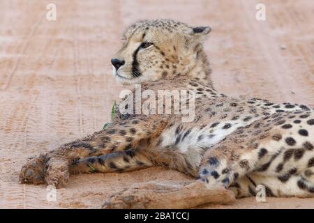 Cheetah (Acinonyx jubatus), jeune homme adulte, couché au milieu d'une route de terre, vigilant, Kgalagadi TransFrontier Park, Northern Cape, Afrique du Sud Banque D'Images