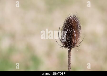 Une fleur sèche de Fuller (Dipsacus sativus fullonum) par un après-midi ensoleillé d'hiver Banque D'Images