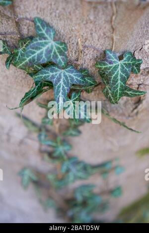 Vert himalayan ivy (Hedera nepalensis) sur un tronc d'arbre Banque D'Images