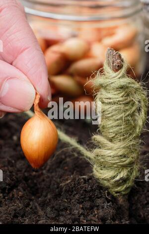 Allium cepa 'Centurion'. Planter des ensembles d'oignons dans un jardin de printemps. Banque D'Images