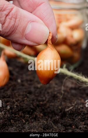 Allium cepa 'Centurion'. Planter des ensembles d'oignons dans un jardin de printemps. Banque D'Images