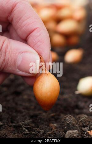 Allium cepa 'Centurion'. Planter des ensembles d'oignons dans un jardin de printemps. Banque D'Images