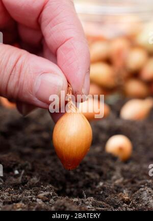 Allium cepa 'Centurion'. Planter des ensembles d'oignons dans un jardin de printemps. Banque D'Images