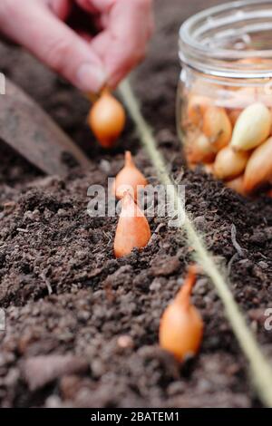 Allium cepa 'Centurion'. Planter des ensembles d'oignons dans un jardin de printemps. Banque D'Images