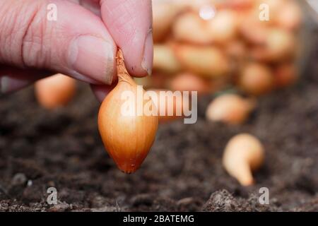 Allium cepa 'Centurion'. Planter des ensembles d'oignons dans un jardin de printemps. Banque D'Images