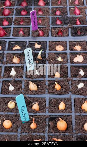 Allium lcpe. Des ensembles d'oignons (Centurion, Snowball et Red Baron) plantés dans des plateaux modulaires pour un bon départ. Banque D'Images