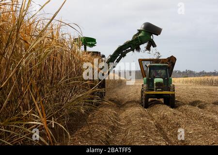 Les travailleurs coupants et récoltant dans un champ de canne à sucre près de Lafayette, Louisiane, États-Unis Banque D'Images