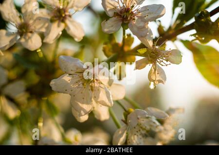 Arrière-plan fleuissant de belles cerises blanches dans des gouttes de pluie une journée ensoleillée au début du printemps gros plan, mise au point douce Banque D'Images