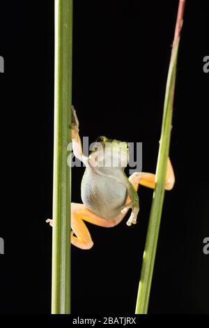 Gris Tree Frog (Hyla versicolor), Midwestern USA, par Dominique Braud/Dembinsky photo Assoc Banque D'Images