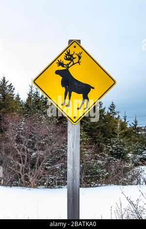 Panneau de mise en garde des caribous le long de la route dans le village de Tilting, sur l'île Fogo, à Terre-Neuve, au Canada Banque D'Images